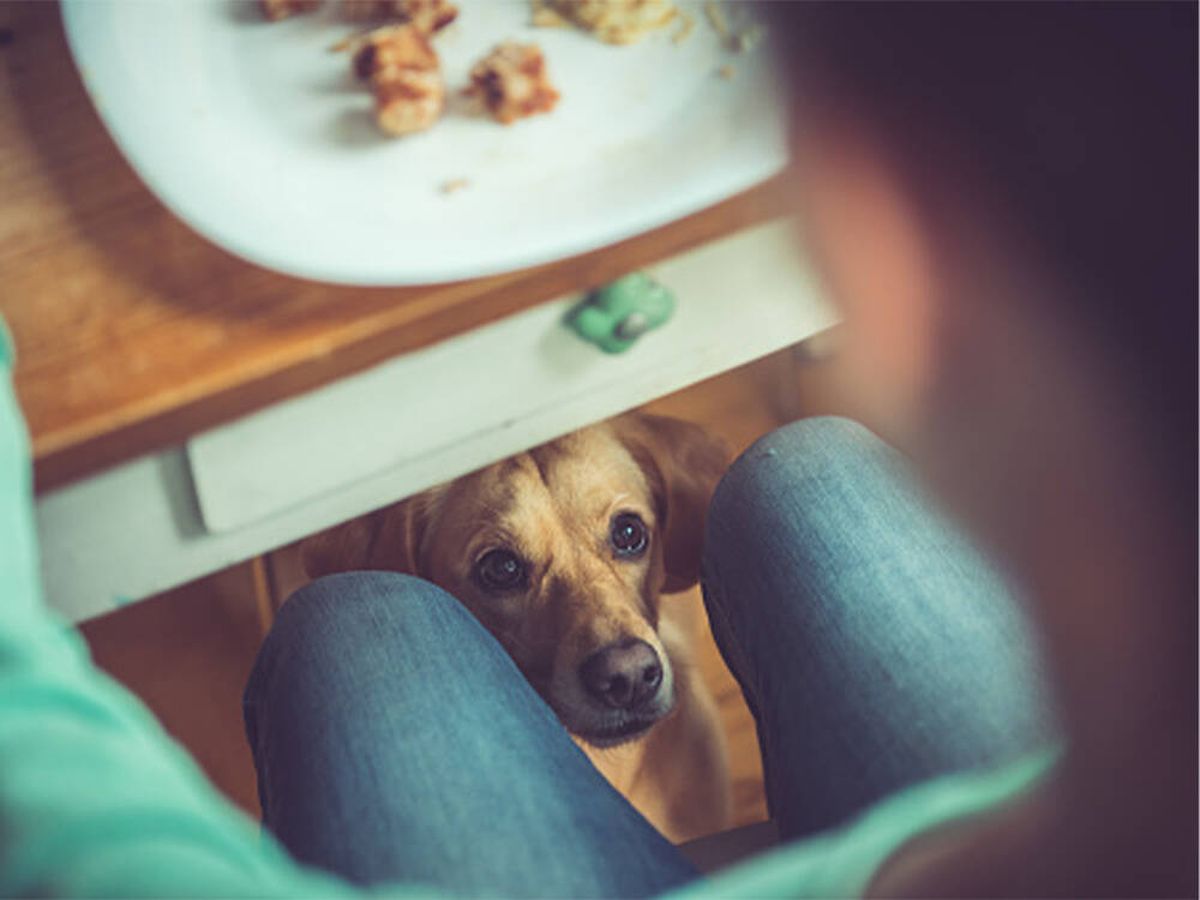 Foto: ¿Pueden los perros y gatos comer pan? Descubre si es saludable o no (iStock)