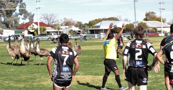 Foto: Emúes irrumpiendo en un partido de rugby (Foto: Facebook/999 ABC Broken Hill)