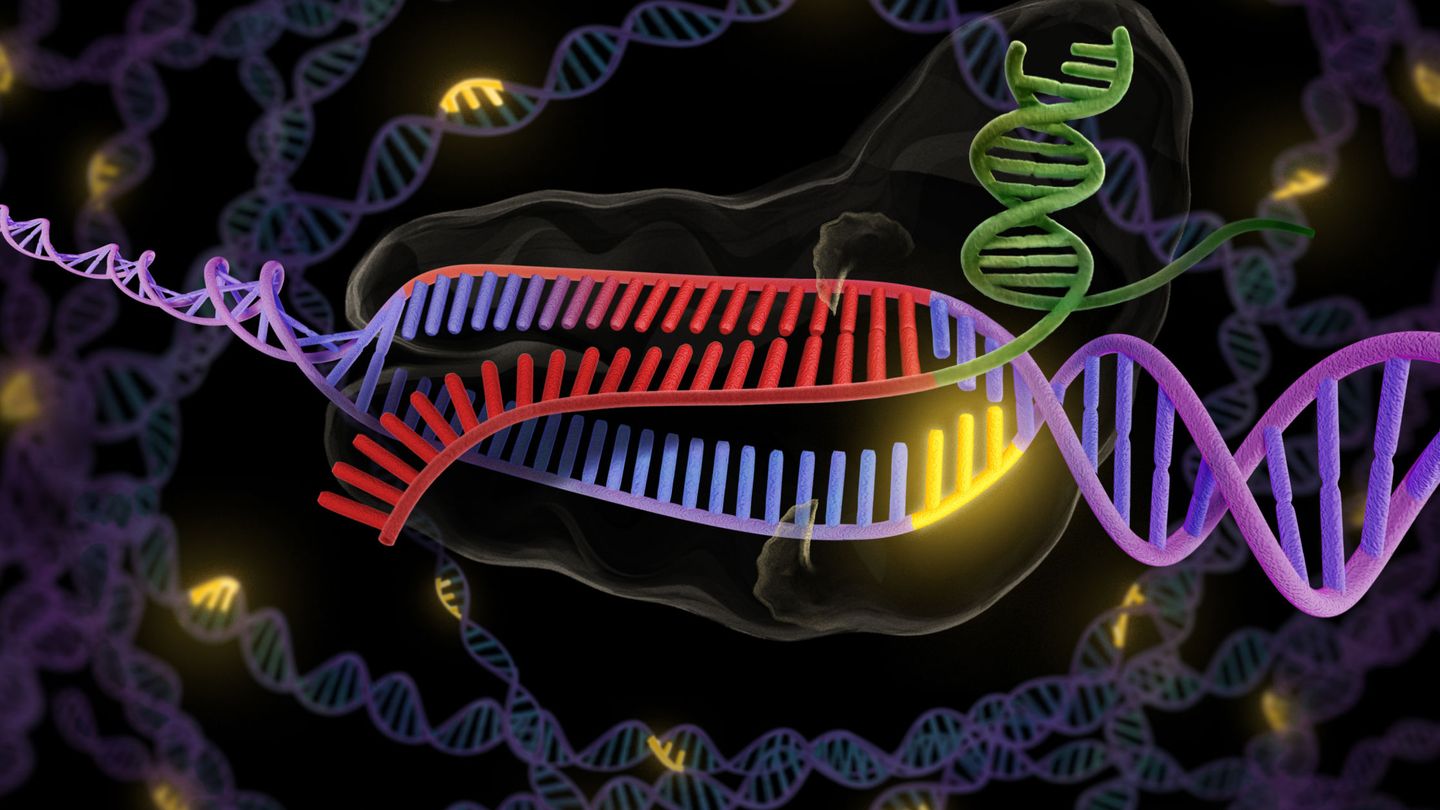La enzima CRISPR en verde y rojo se une a una hebra doble de ADN en púrpura.