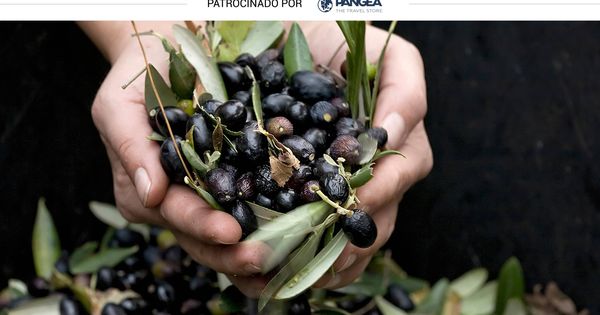 Foto: La aceituna es el fruto del que se extrae el aceite de oliva (iStock)
