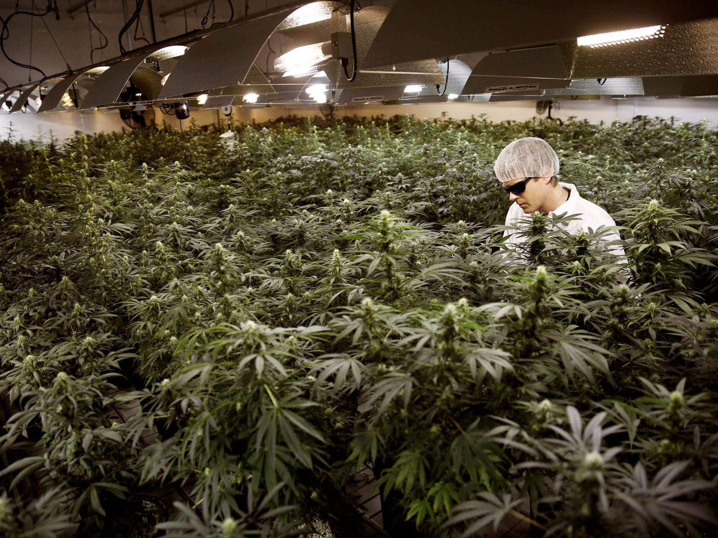 Un 'grower' riega plantas de marihuana en un invernadero en Ontario (Canadá). (Reuters)