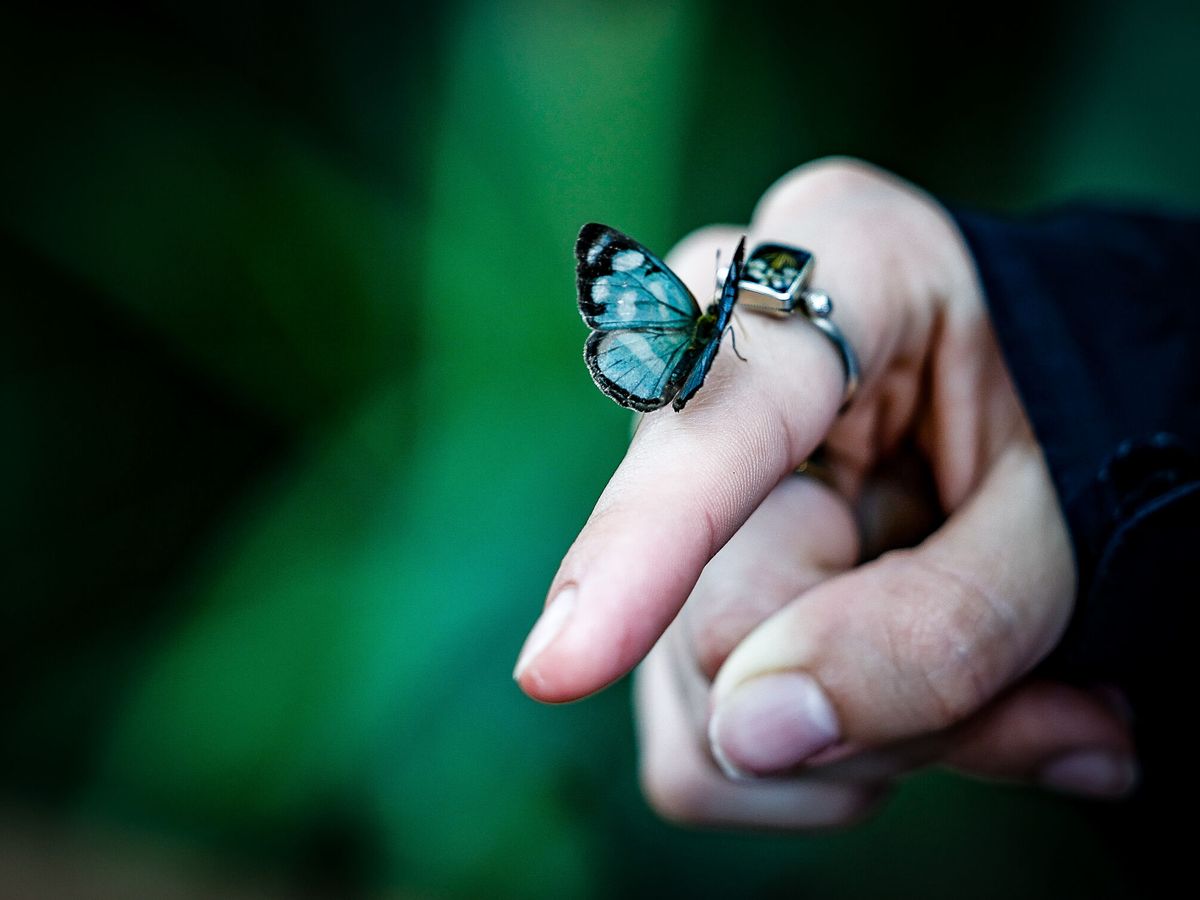 Foto: Foto de una mariposa en archivo. (EFE/Juan Ignacio Roncoroni)