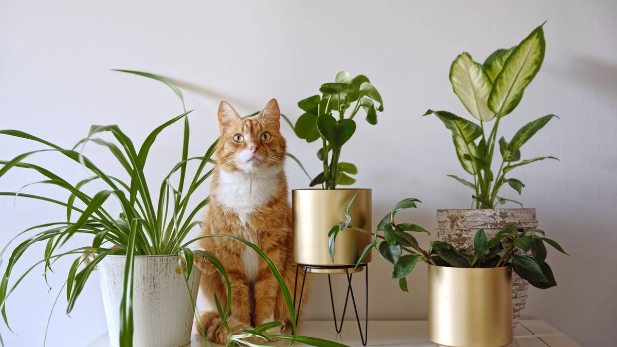 ¿Mascotas y macetas en casa? Aquí tienes una lista de plantas pet-friendly para una buena convivencia