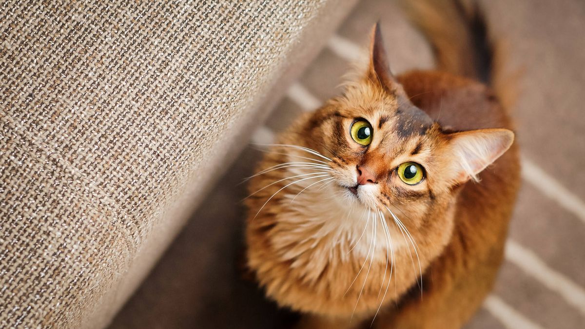 Cinco trucos infalibles para eliminar los pelos de gato de la ropa y del hogar