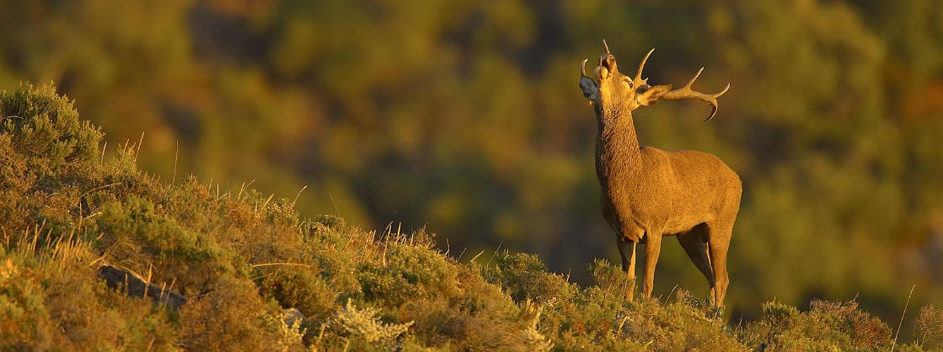 Foto: Imagen de un ciervo durante la berrea en la sierra de Cádiz 