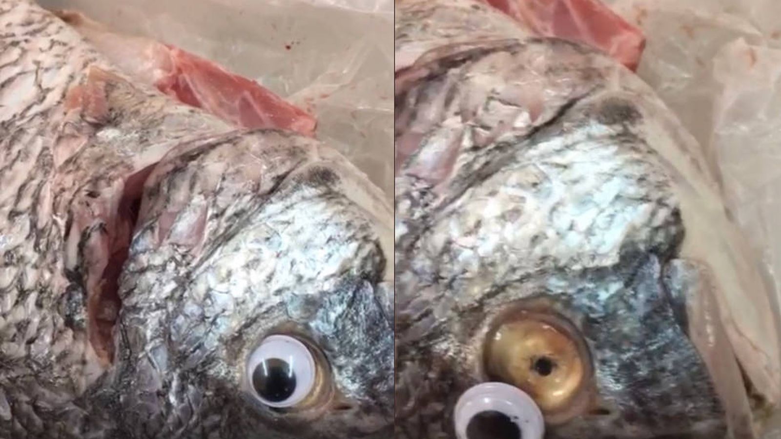 Foto: Un pez, con el ojo de plástico colocado (Foto: Twitter Al Bayan)