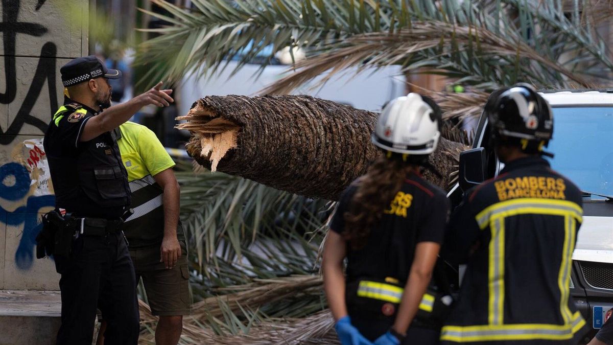 El Ayuntamiento de Barcelona convoca a Parcs i Jardins por la palmera caída en el Raval que mató a una chica