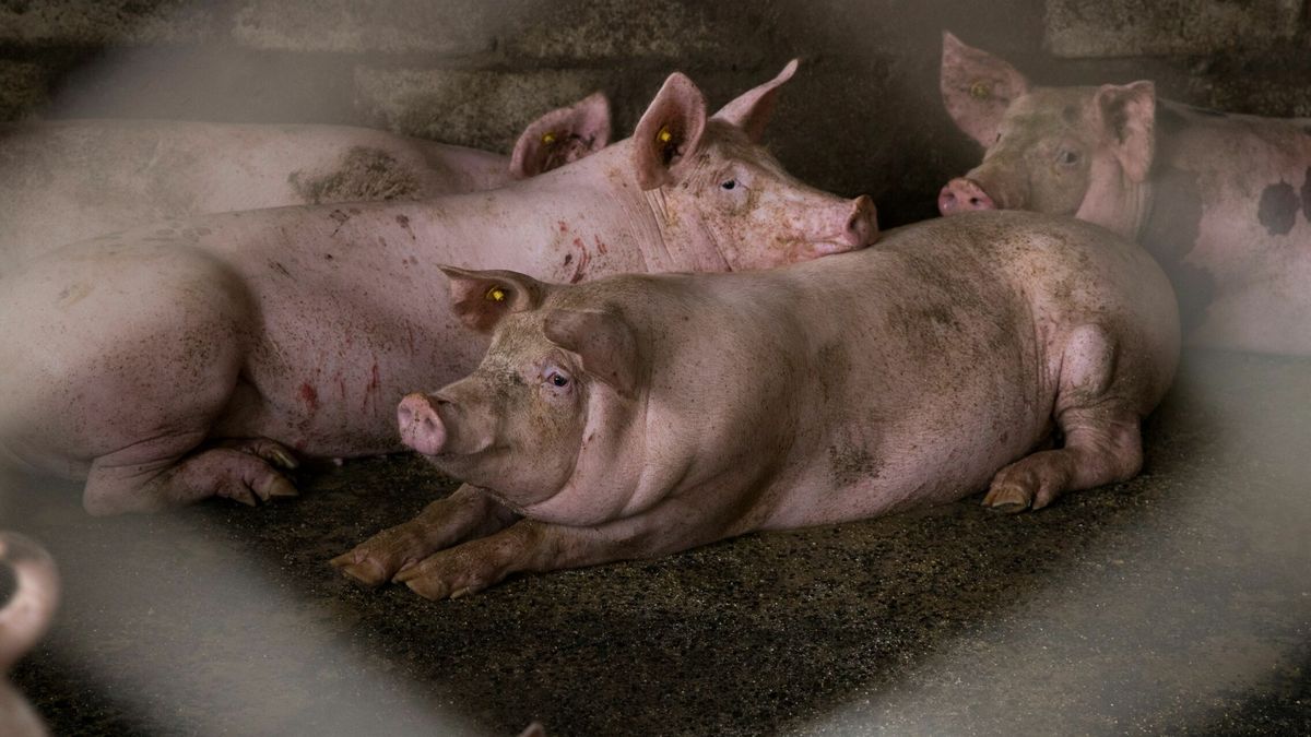 Una granja de cerdos de Burgos, denunciada por maltrato animal y graves irregularidades