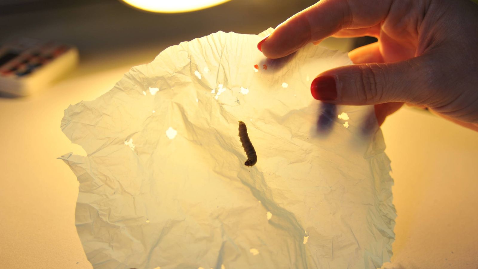 Foto:  Un trozo de bolsa de plástico expuesto a la voracidad de 10 gusanos durante 30 minutos (Foto: CSIC)