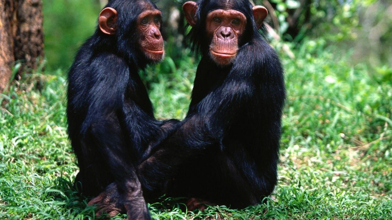Los chimpancés, como los humanos, confían en sus amigos