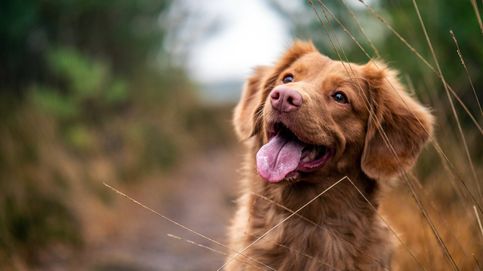 Su perro no le quiere: una nueva teoría sobre las emociones animales