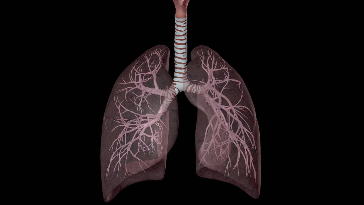 La interesante conexión entre los pulmones y el cerebro: todo lo que esconde la respiración
