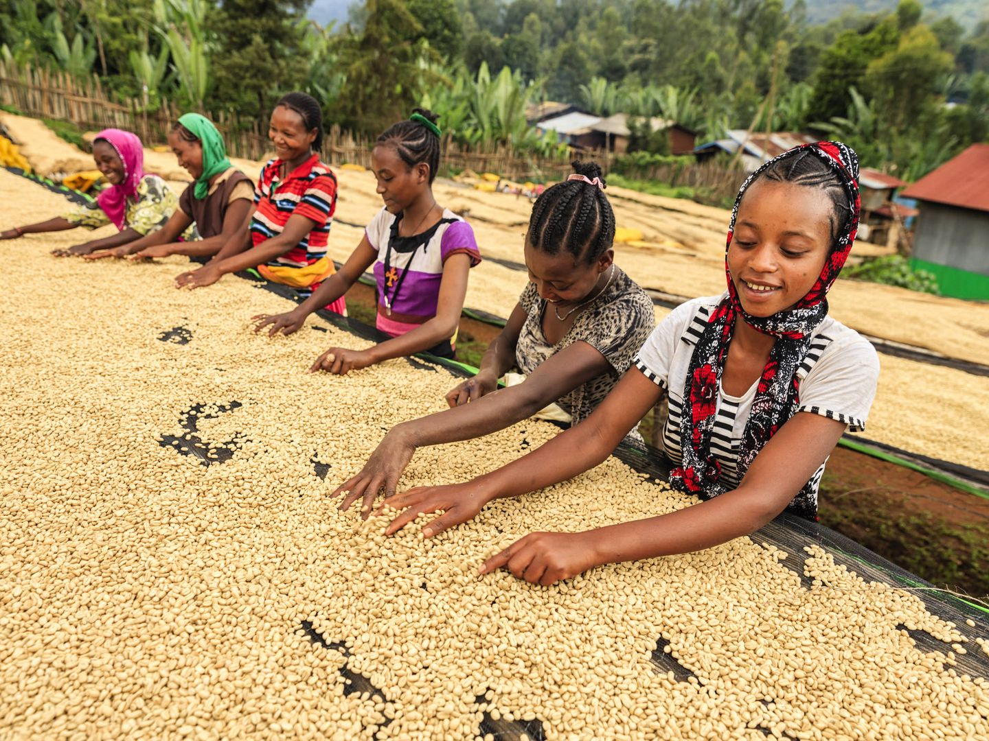 Mujeres y niñas etíopes recolectan y separan los granos de la planta del café. (iStock)