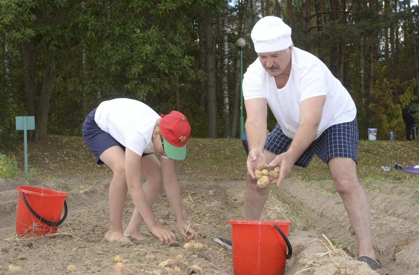 El presidente bielorruso, Alexander Lukashenko, recoge patatas con su hijo Nikolai. (Reuters)