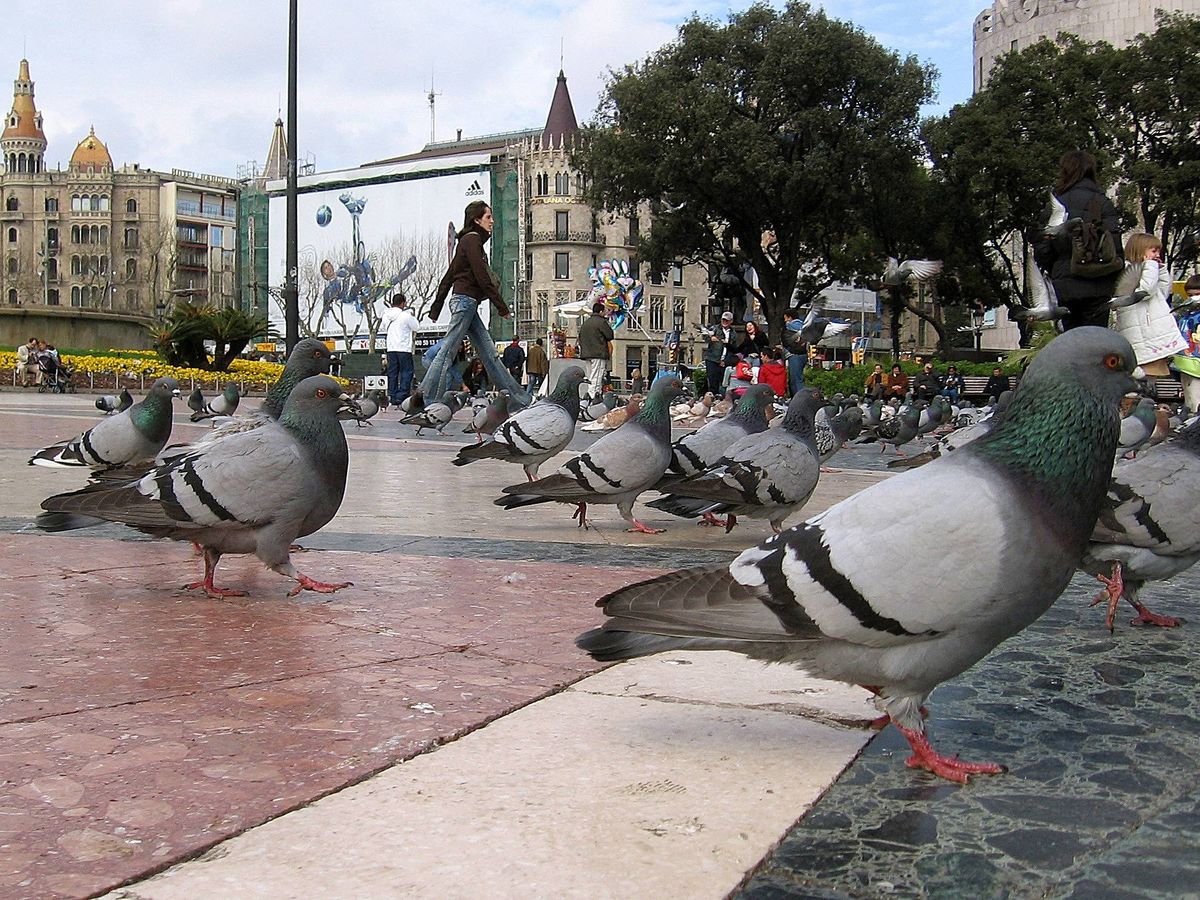 Foto: Las palomas presentan un grave problema de salud en numerosas ciudades (EFE/Beatriz Montiel)