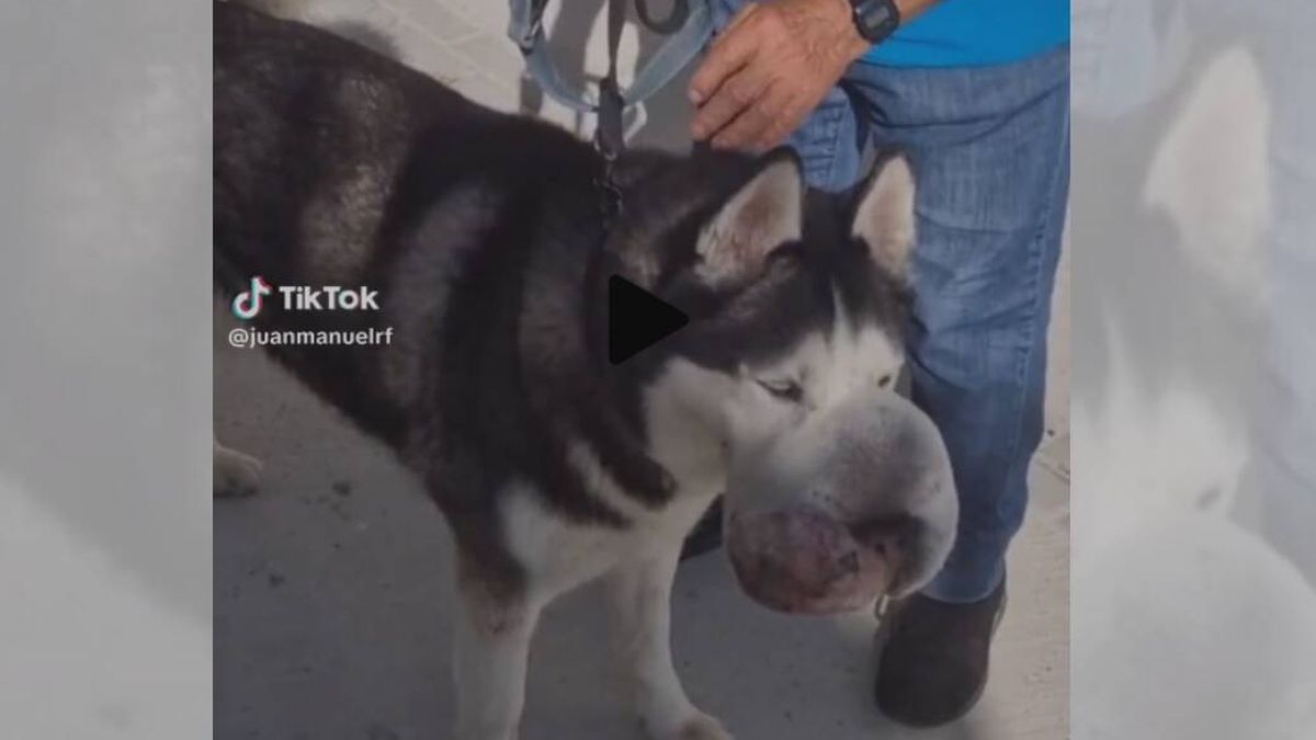 Salvan la vida a un perro con un gran tumor en el hocico después de pedir ayuda por TikTok