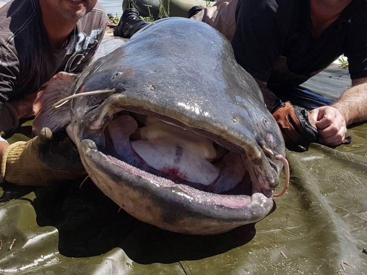 Elevação do nível do mar pode facilitar a expansão de espécies marinhas invasoras em áreas costeiras
