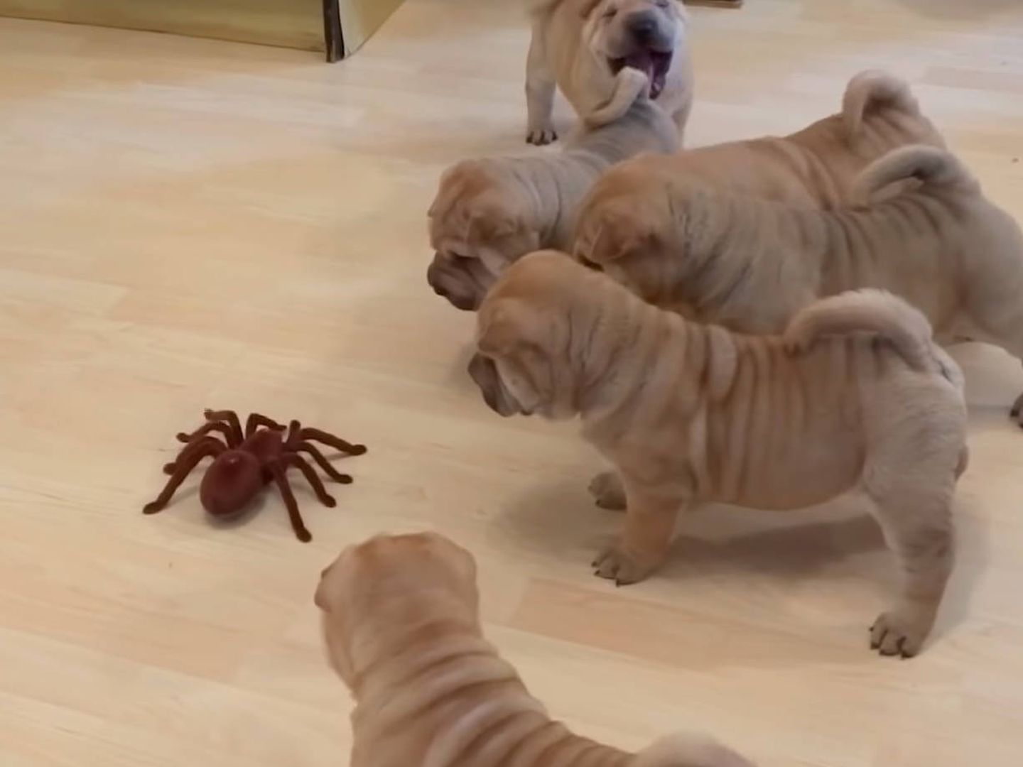 Un grupo de cachorros de Shar Pei jugando con una tarántula de juguete (YouTube)