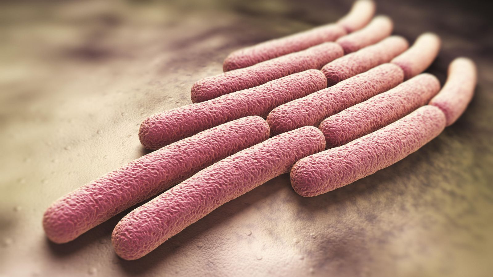 Foto: La bacteria Shigella sonnei. (iStock)