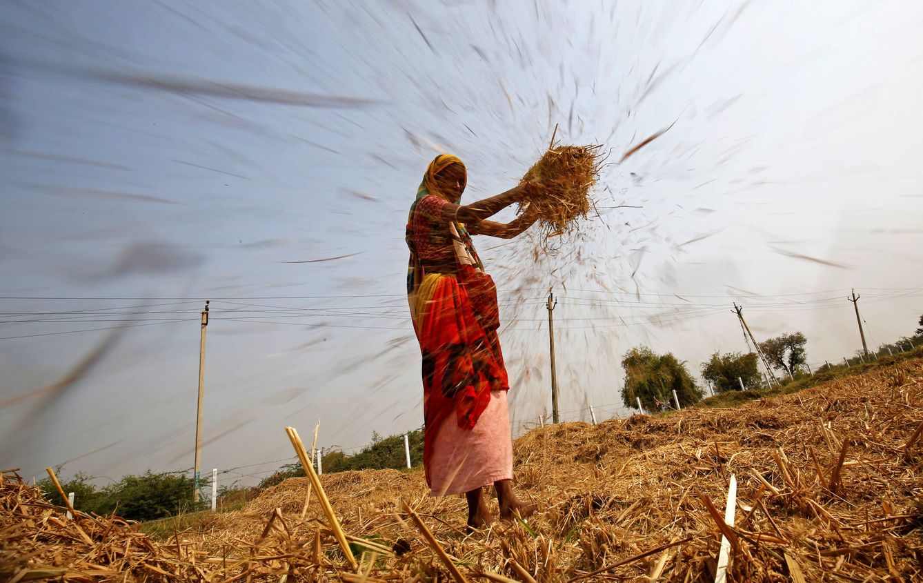 Una mujer aventa arroz en una campo en las afueras de Ahmedabad, India, el 10 de noviembre de 2017. (Reuters)