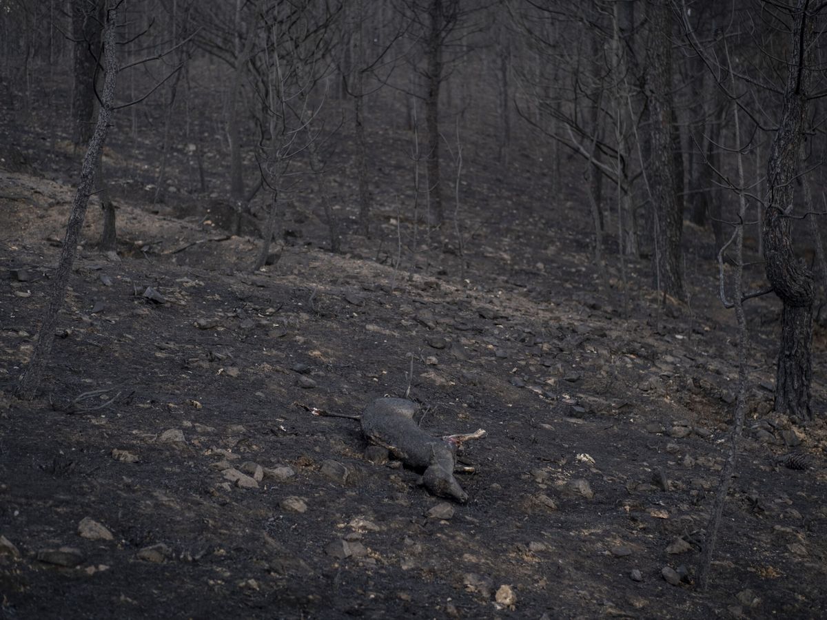 Foto: Un ciervo calcinado en el incendio de la Sierra de la Culebra (EFE/B.Lorenzo)