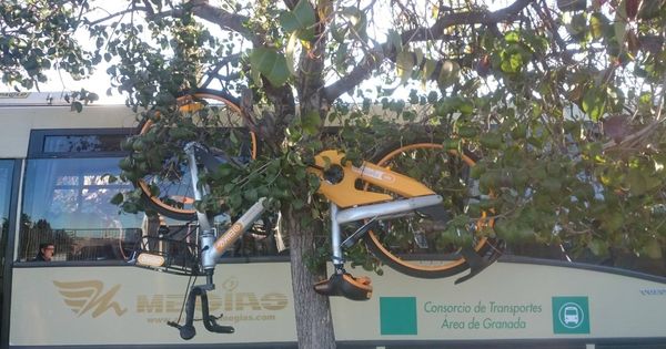Foto: Bicicleta de oBike colgada de un árbol en Granada (Foto: @daniieson/Twitter)