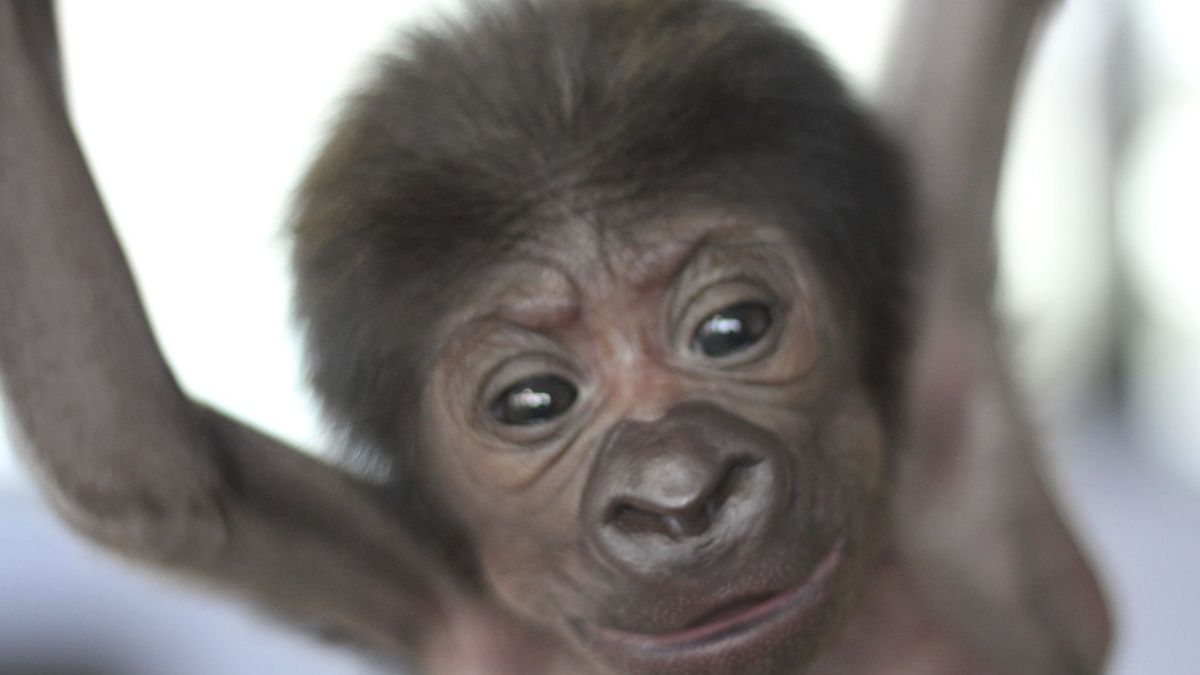 El zoo de Bristol trae al mundo al primer bebé de gorila nacido por cesárea en sus instalaciones