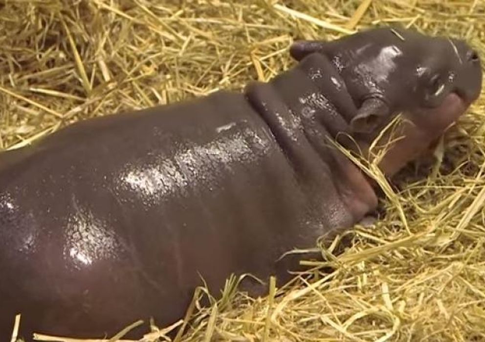 Foto: La cría de hipopótamo pigmeo nació con 7 kilos (ZSL)