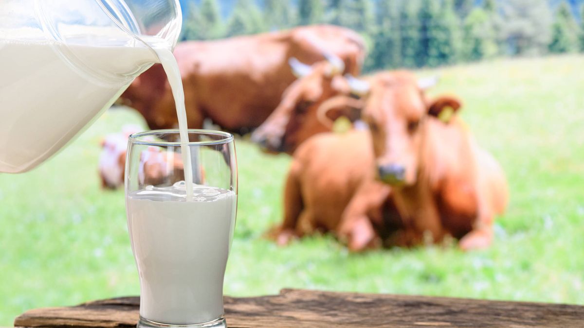 Los españoles consumen mucha menos leche que hace veinte años