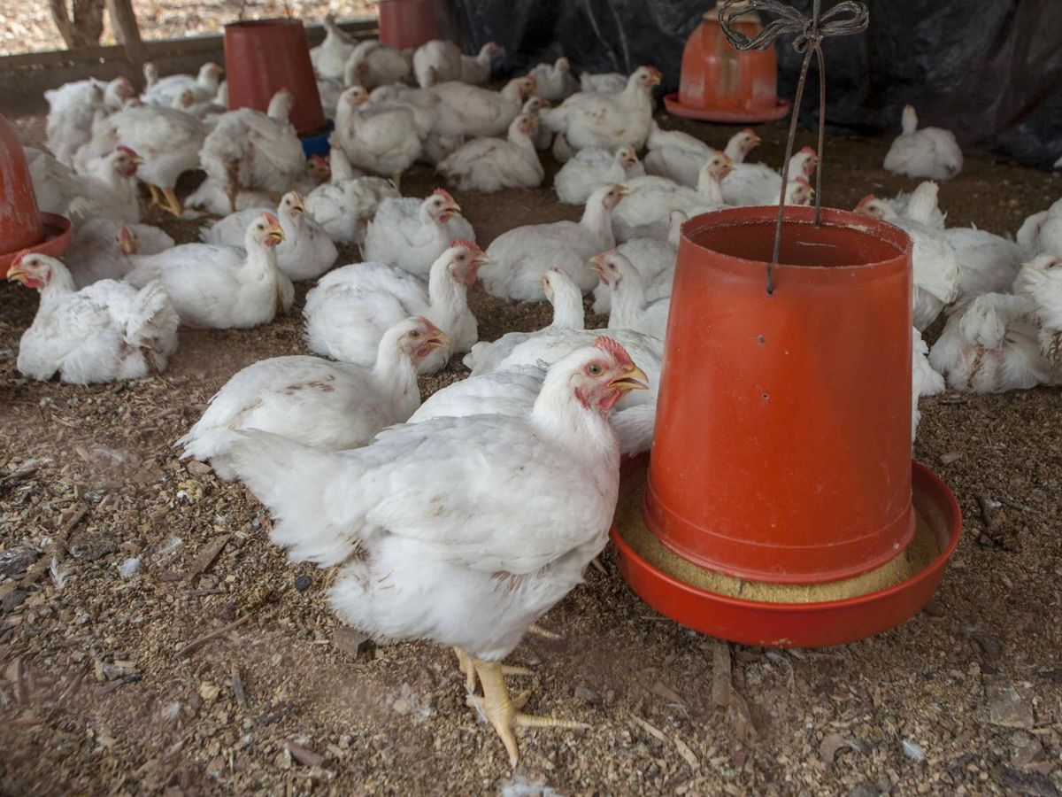 Foto: Los resultados de la investigación en pollos de corral son prometedores (EFE/Jorge Torres)