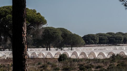 El PP reactiva la ley de regularización de los regadíos en Doñana en plena sequía