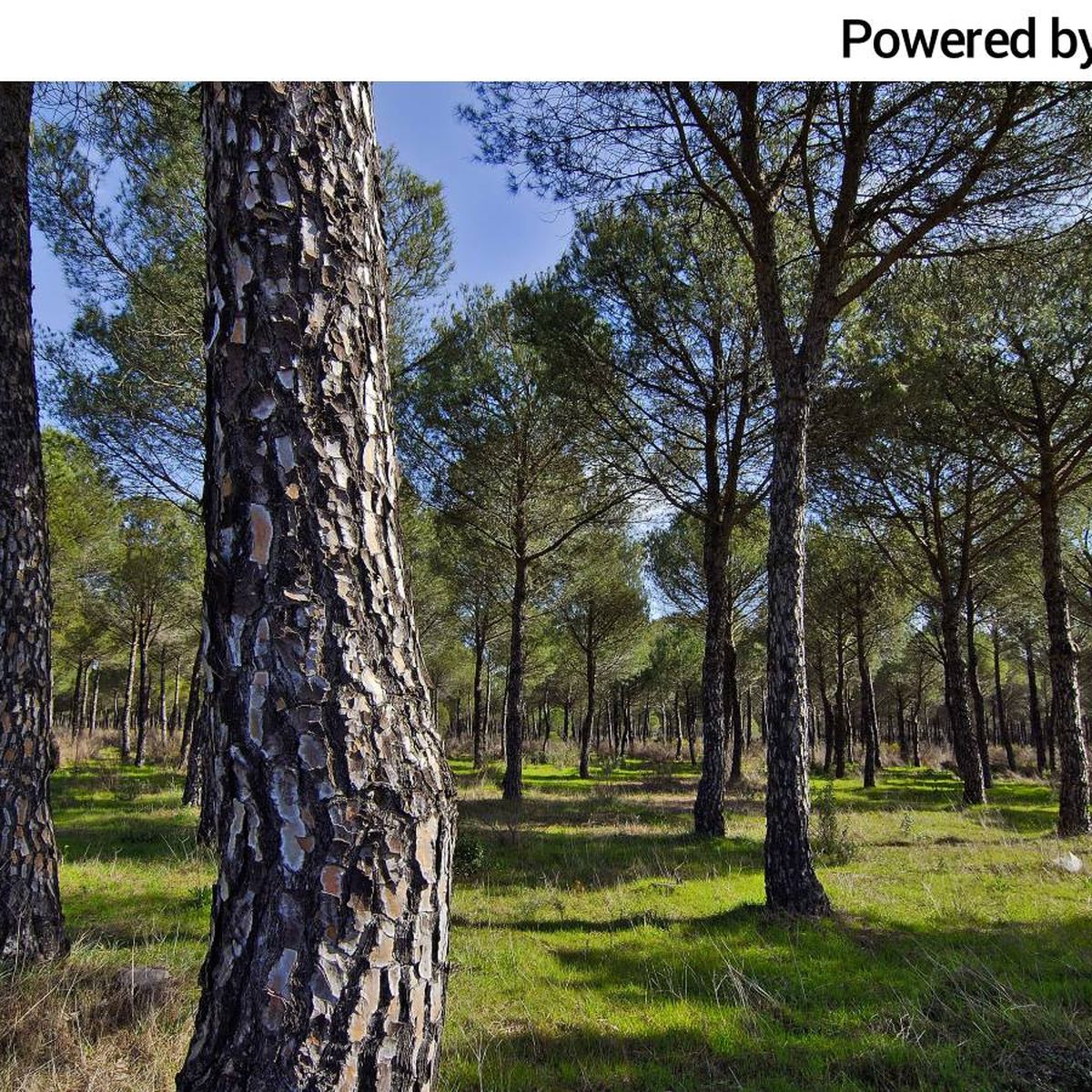 Necesita España más árboles? Cómo ayudar a la reforestación enviando  paquetes