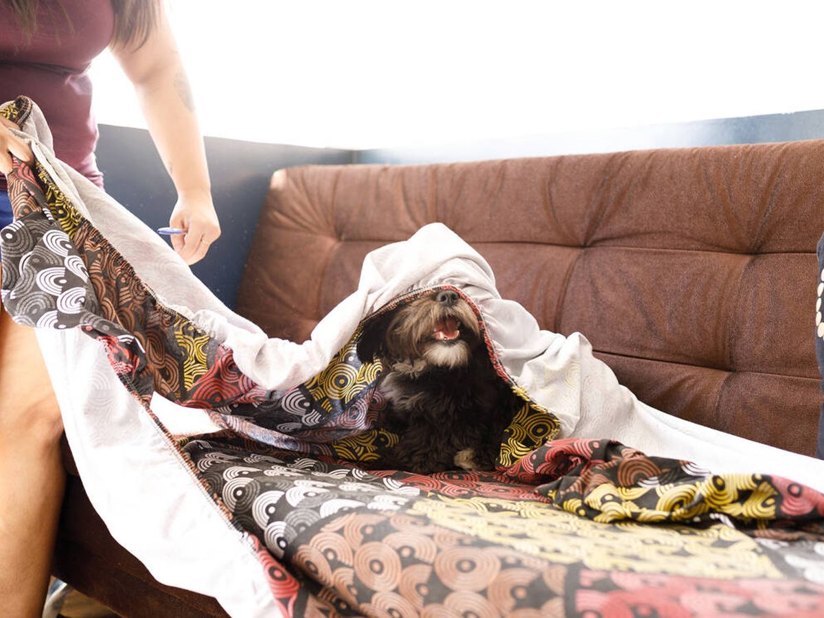Foto: Las mejores fundas elásticas para proteger tu sofá (iStock)