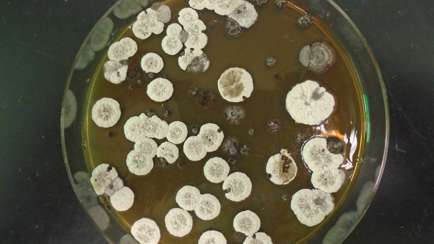La bacteria utilizada por el equipo del Berkeley Lab.