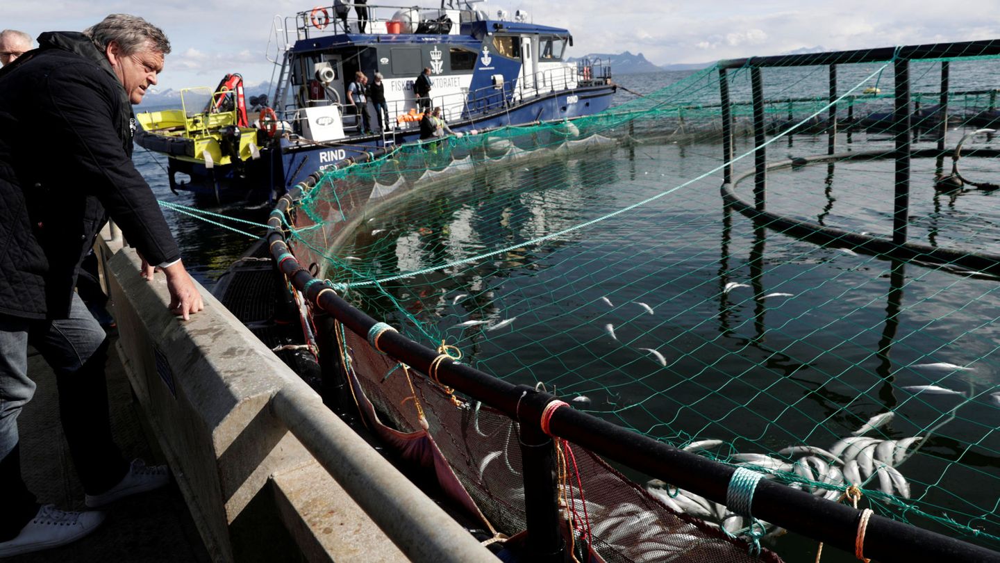 Salmones muertos en una granja de Lofoten, Noruega. (Reuters)