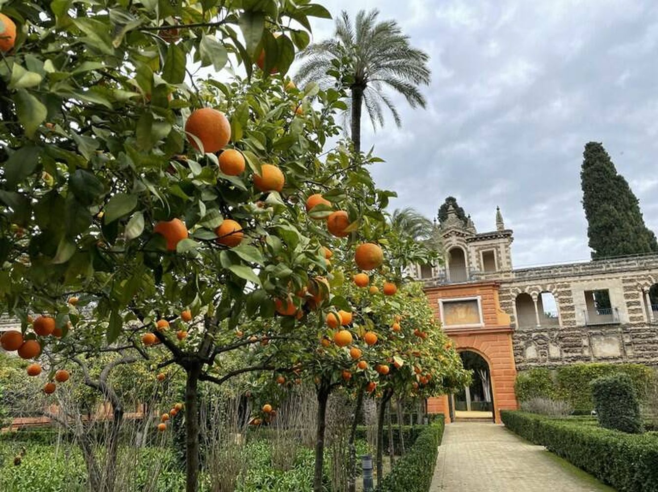 Naranjos amargos en los jardines del Alcázar de Sevilla. La foto es también del ayuntamiento. (Ayuntamiento de Sevilla)