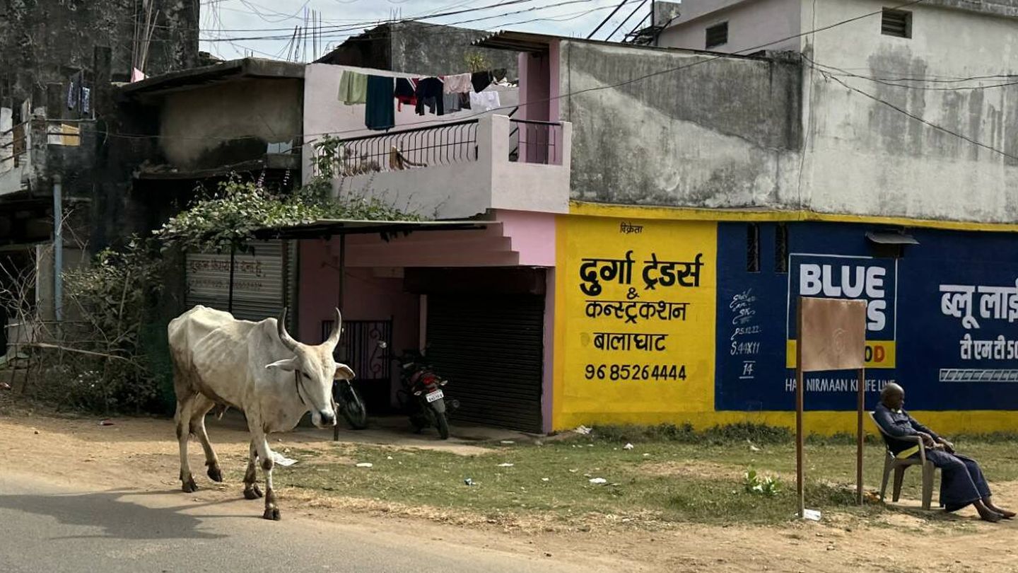Una vaca en Samnapur. (J. Brandoli)