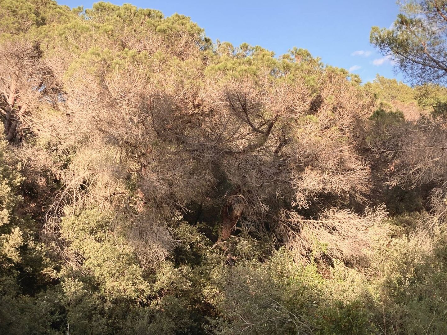 La sombra de la sequía se cierne sobre los bosques catalanes. (Jose Luis Gallego)