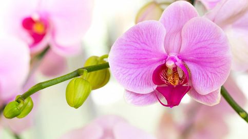 Cómo cuidar una orquídea para que tenga flor todos los años