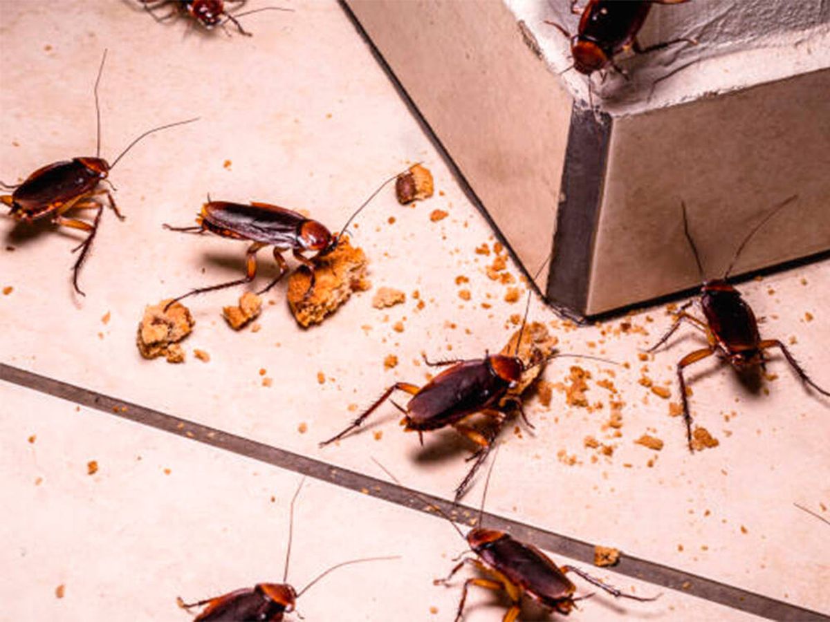 Foto: Trucos caseros para evitar la aparición de cucarachas en la cocina con la llegada del buen tiempo (iStock)