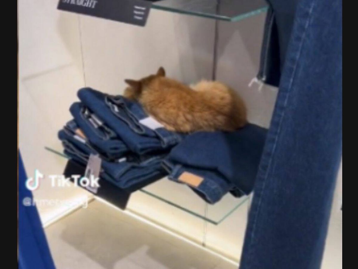 Foto: Hay un gato durmiendo en las estanterías de un Mango en Estambul (TikTok/@hmeryemg)