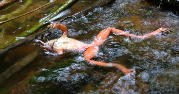 Foto: Una rana muerta a causa de la quitridiomicosis. (Forrest Brem)