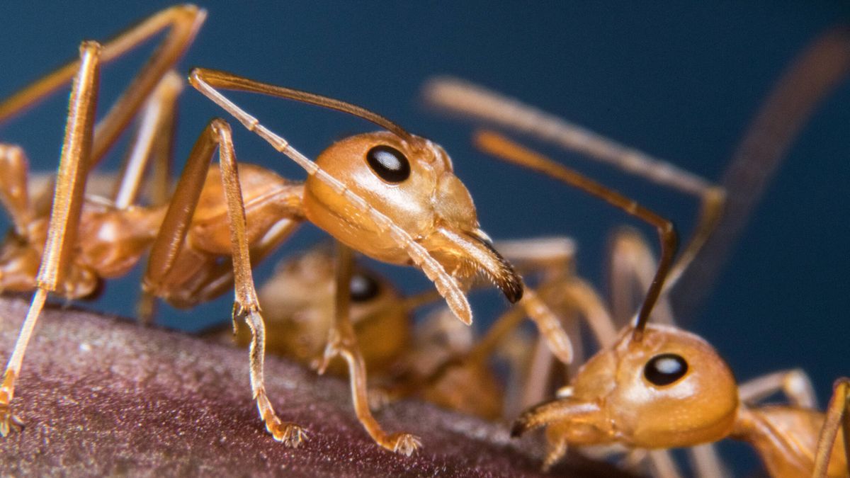 Detectan por 1ª vez cerca de España la hormiga de fuego: su picadura puede ser letal