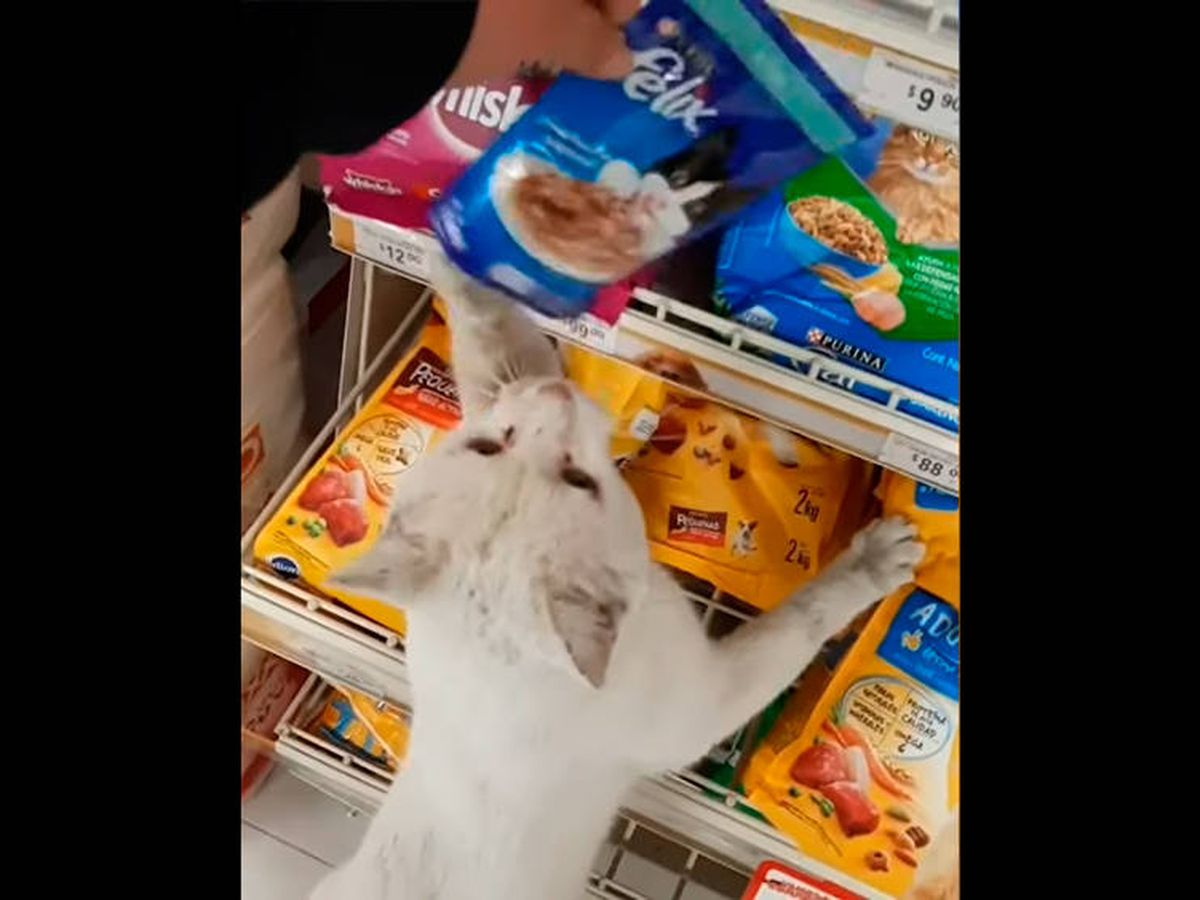 Pertenecer a Generalmente Monje Un gato guía a una mujer al supermercado y le señala su comida favorita