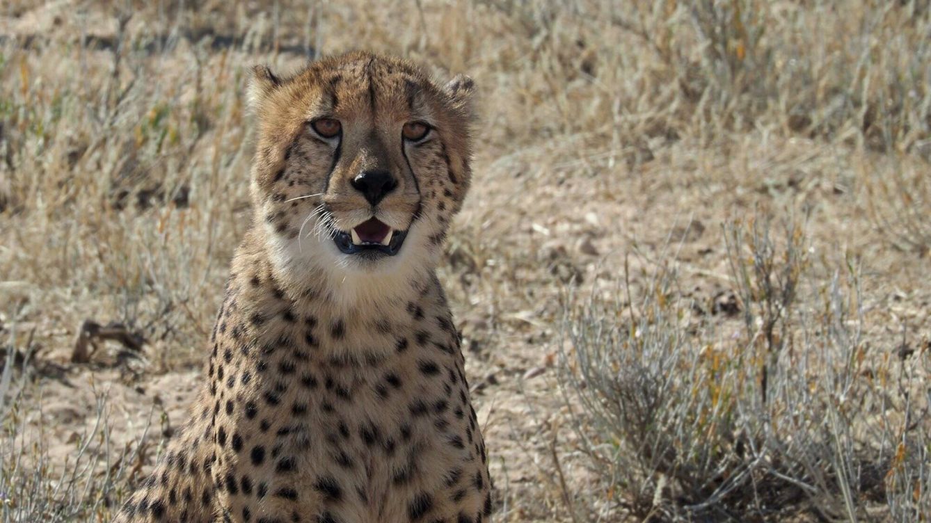 Foto: Un guepardo, el sexto felino más grande. (Andoni Canela)