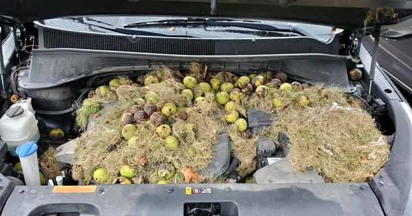 Foto: Así apareció el capó del coche de los Persic, lleno de nueces y hierba (Foto: Facebook)