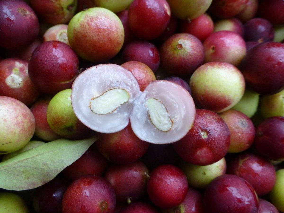 Foto: El camu camu es una fruta que se desarrolla en algunos países de sur América que tiene una gran cantidad de vitamina C. (Portal Frutícola)