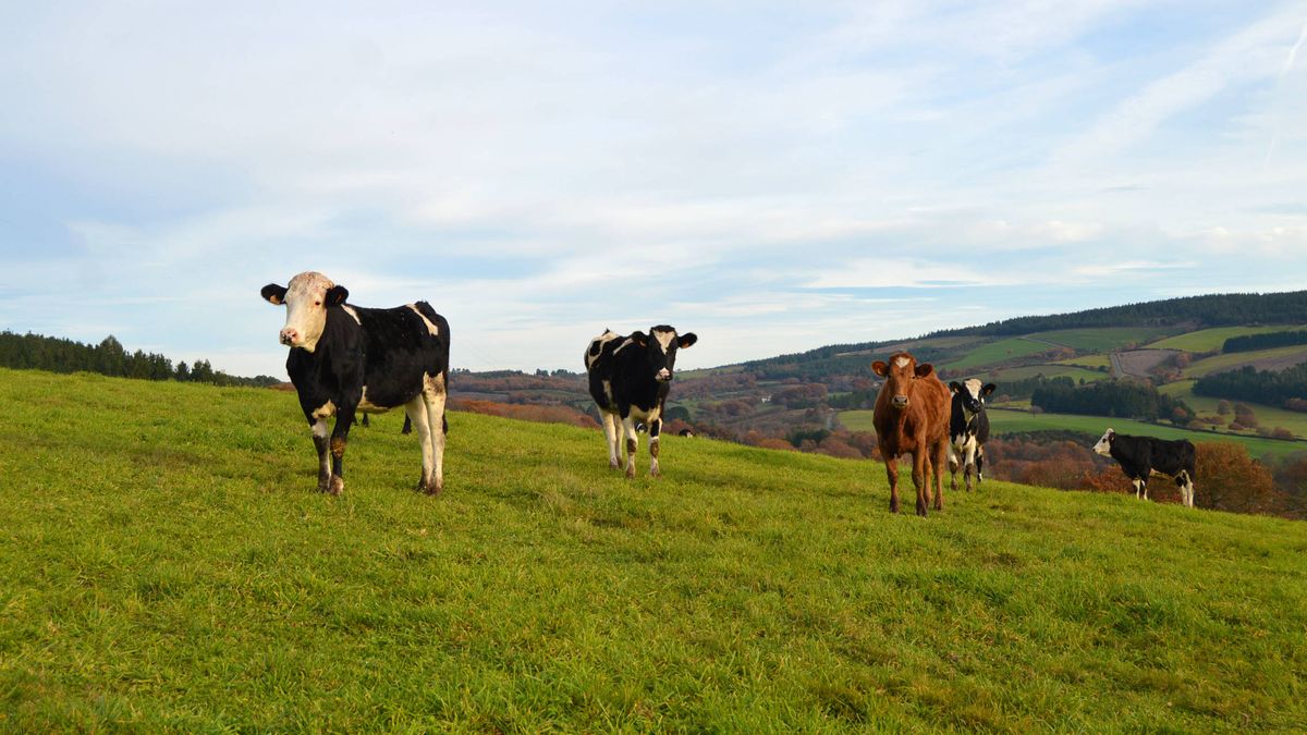 Crece el consumo de leche ecológica: no hay vacas para tanto hípster