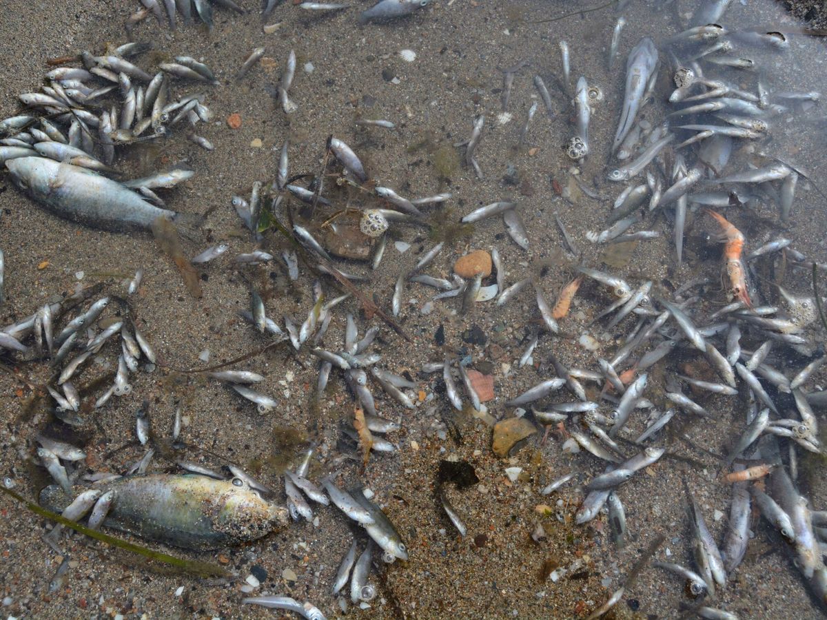 Foto: Peces muertos en el Mar Menor. (EFE)