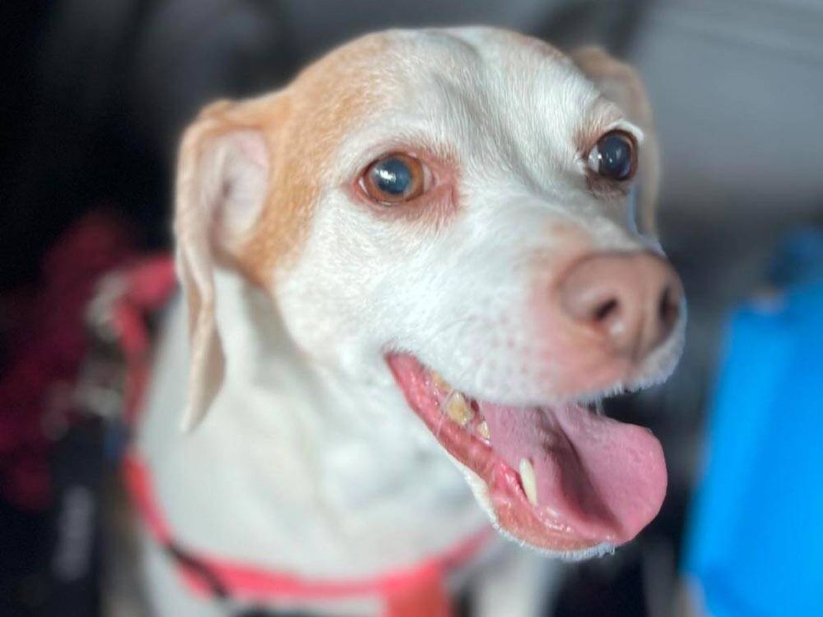 Foto: La triste historia (con final feliz) de una perra de 14 años abandonada en el aeropuerto (Facebook: FurBabies Animal Rescue)